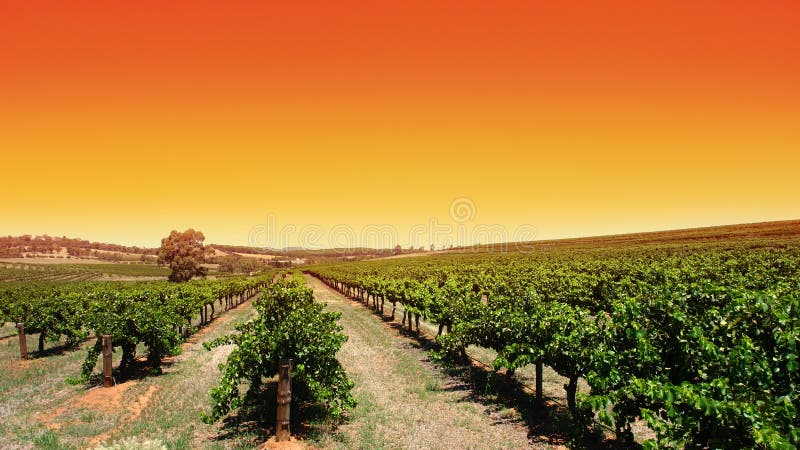 Clear Sky Vineyard stock photos Clear Sky Vineyard stock photos