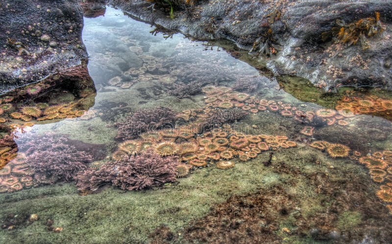 Clear tidal pool with sea life