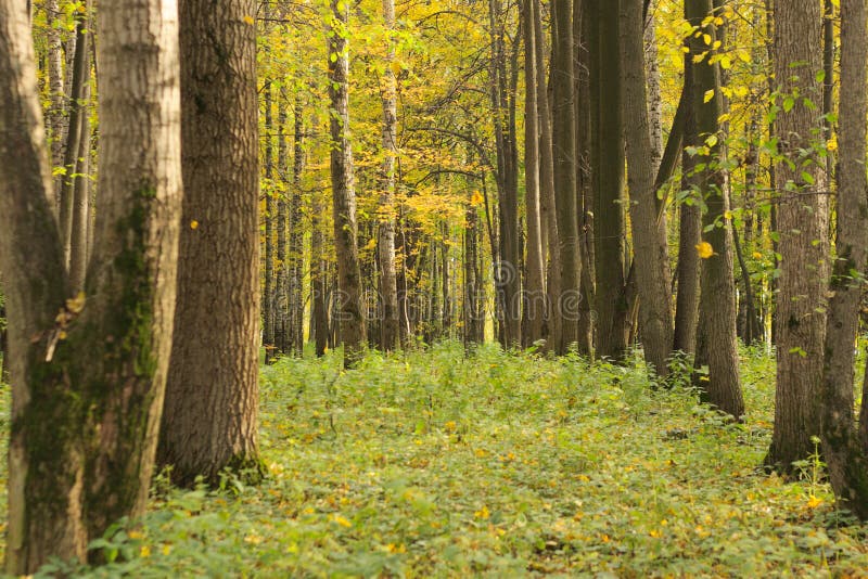 Clearing stock image. Image of clearing, glade, trees 7375835