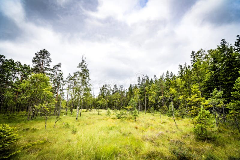 Clearing in a forest with tall green grass