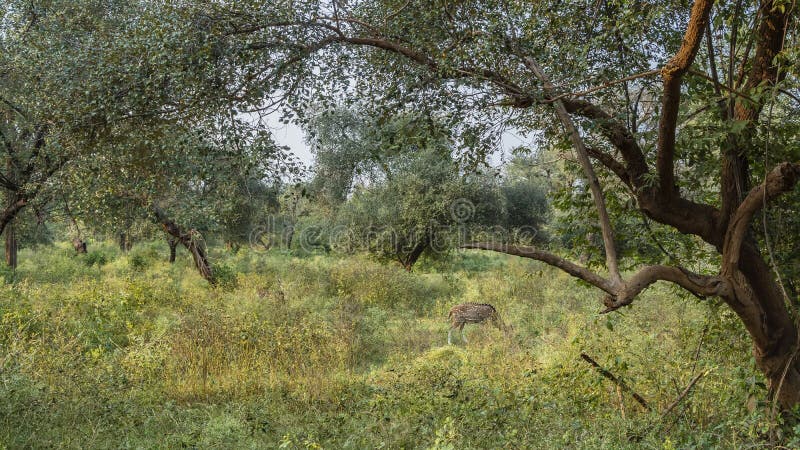 In the clearing, among the lush green grass, the spotted deer axis grazes. There are dense thickets of jungle trees around. India. Sariska National Park