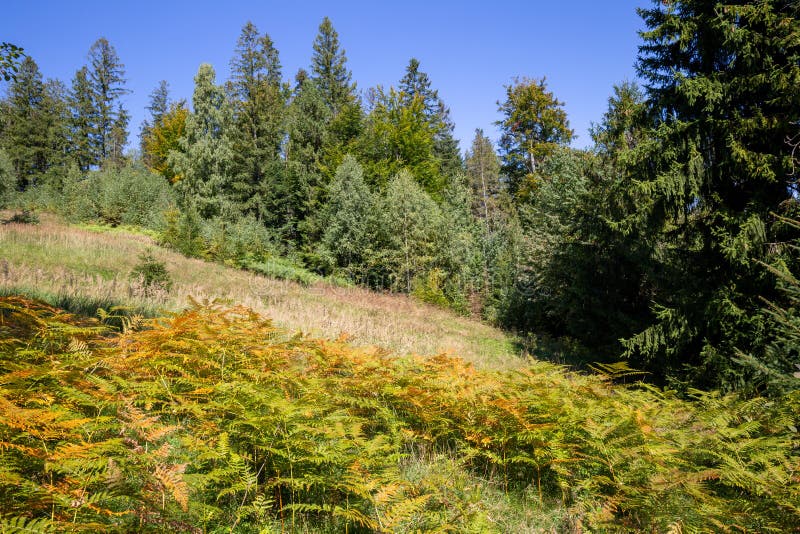 Clearing overgrown with ferns in the Silesian Beskids in Poland on a sunny autumn day