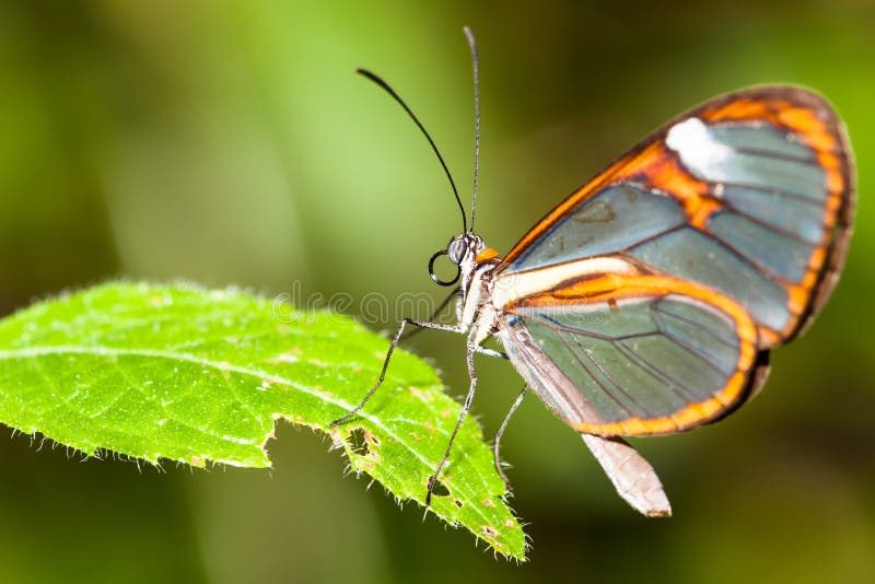 Clearwing motyl z przejrzystego ` szklanym ` uskrzydla Greta oto zbliżenia obsiadanie na zielonym liściu