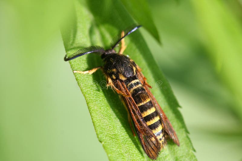clearwing поленика сумеречницы стоковая фотография rf clearwing поленика сумеречницы стоковая фотография rf