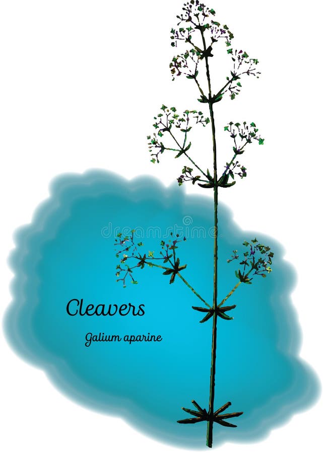 Cleavers vektor abbildung. Illustration von kraut, zeichnung 62656147