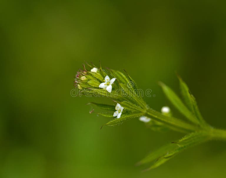 444 Cleavers Stock Photos Free & RoyaltyFree Stock Photos from