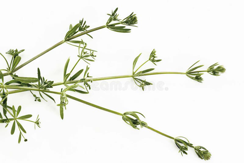Cleavers Galium Aparine Isolated on White. Stock Photo Image of willy