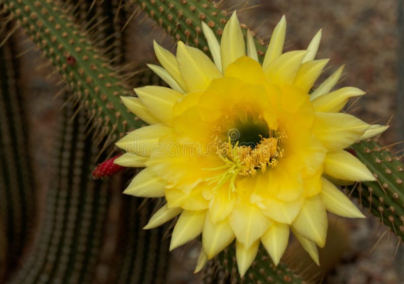 Cleistocactus Borzicactus Icosagonus Stock Photo - Image of scotland
