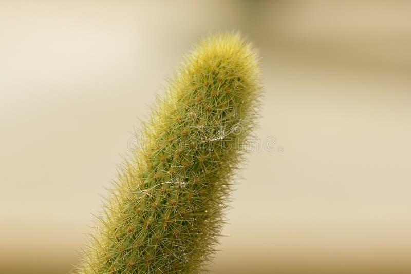 Cleistocactus winteri in beautiful nature.