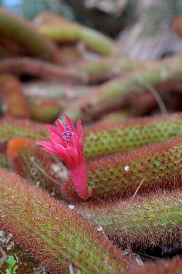 Close-up macro shot of flower of Golden Rat Tail Cactus plant