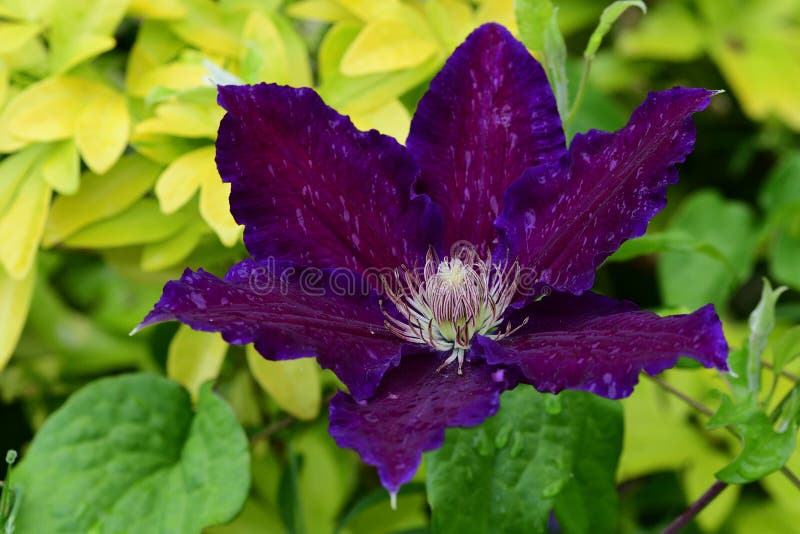 Clematis imagens de stock Clematis imagens de stock