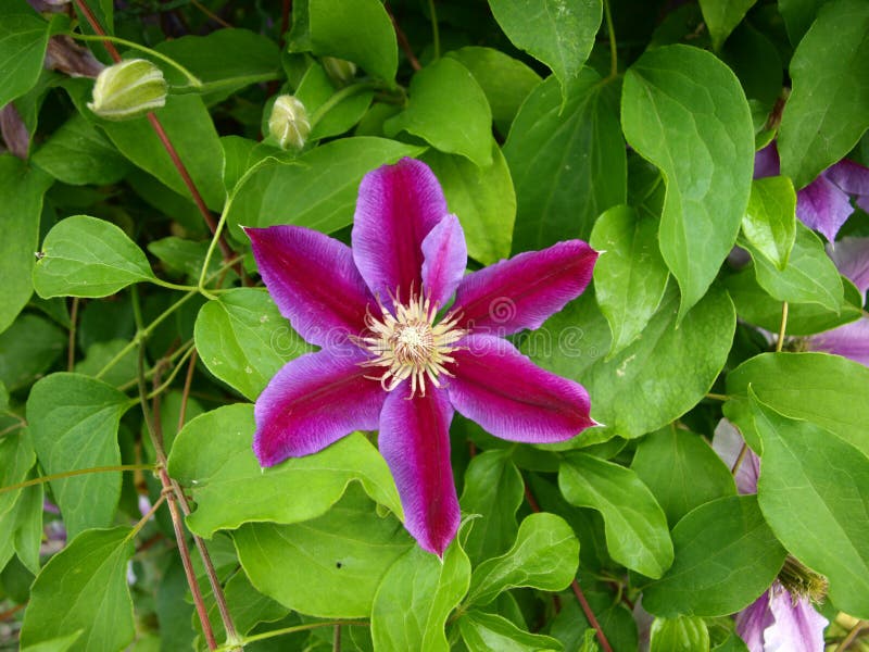 Clematis