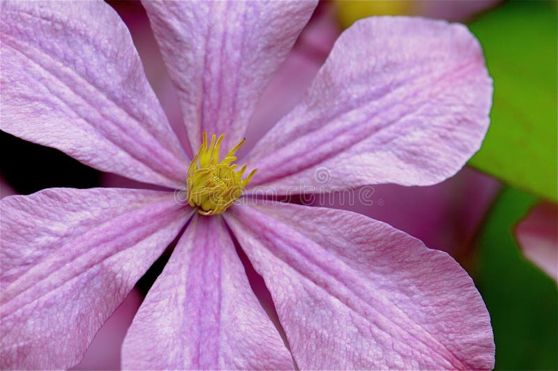 Clematis