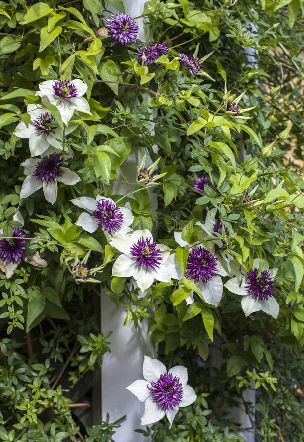 Clematis