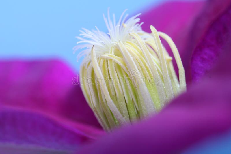 Clematis