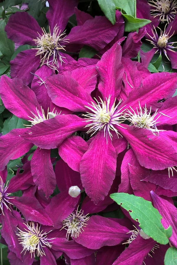 Clematis foto de stock royalty free Clematis foto de stock royalty free