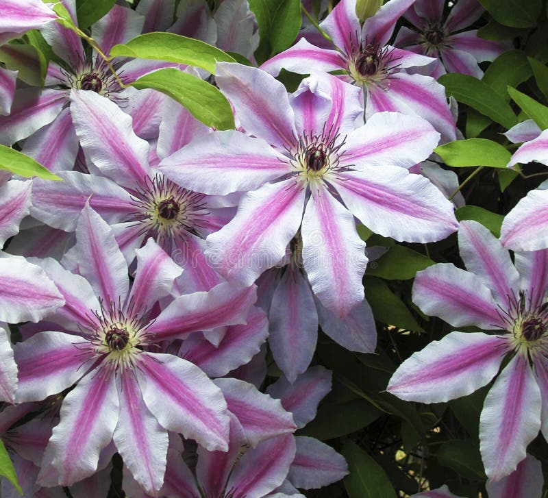 Clematis imagens de stock Clematis imagens de stock