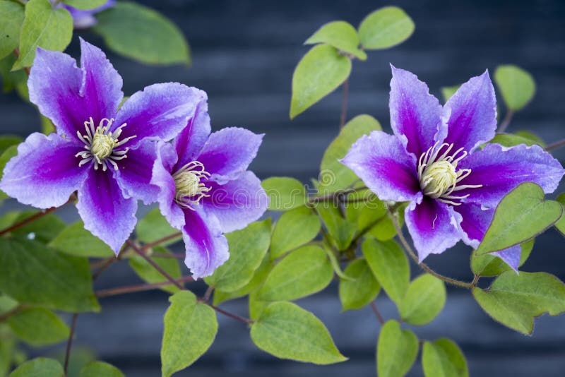 Clematis imagens de stock royalty free Clematis imagens de stock royalty free