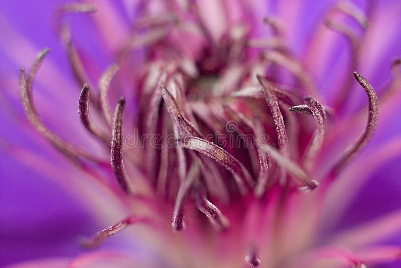 Clematis azul fotografia de stock Clematis azul fotografia de stock