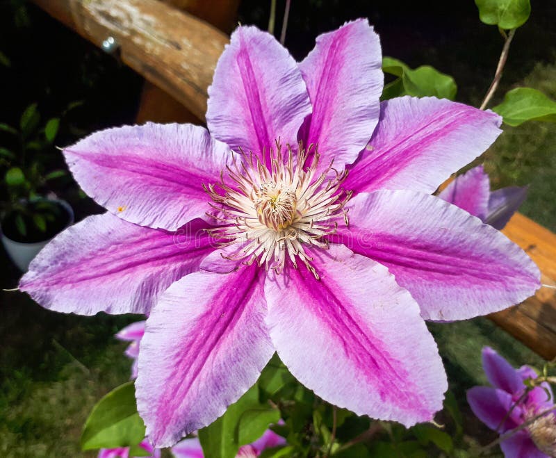 Clematis