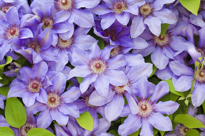 Clematis blue flowers