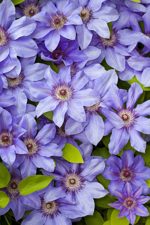 Clematis blue flowers