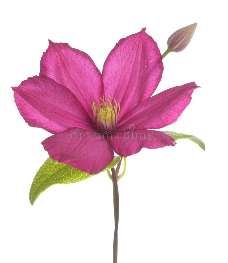 Clematis fotos de stock Clematis fotos de stock