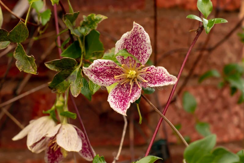 Clematis cirrhosa in flower in December