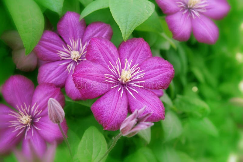 Clematis flower