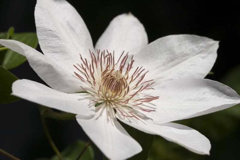 Clematis flower