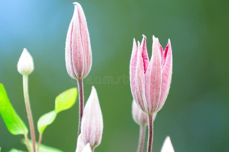 Clematis Flower Buds in the Garden Stock Image Image of freshness
