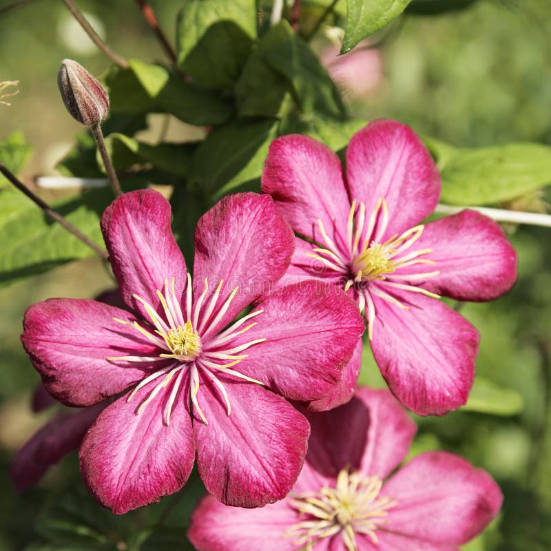 Clematis Pink Delight Stock Photos Free & RoyaltyFree Stock Photos