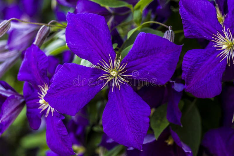 Clematis Jackmannii single blossom