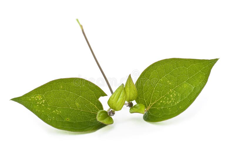 Clematis leaves stock photo. Image of climber, green 12687588