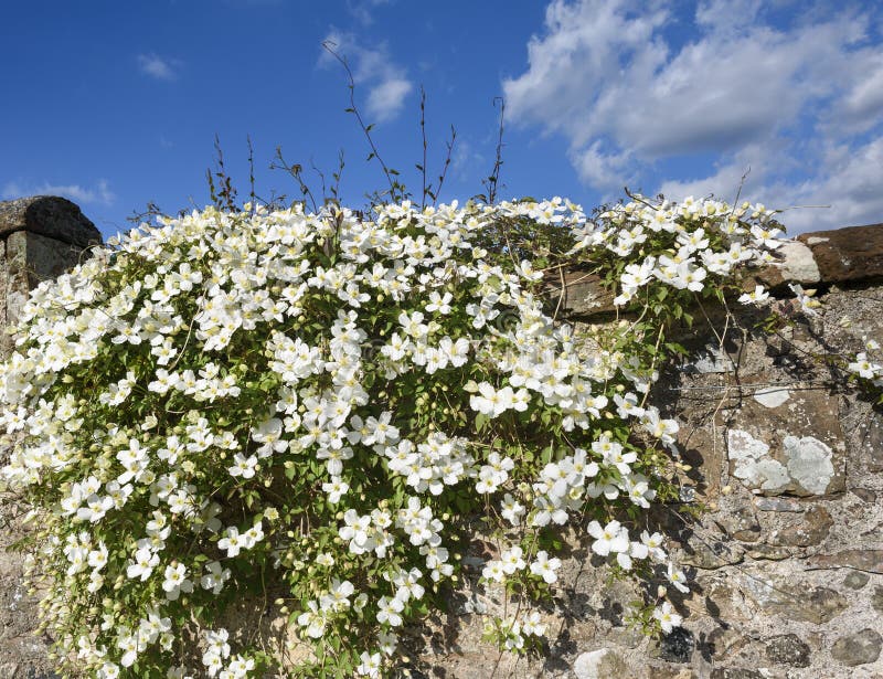 Clematis Montana Flowers