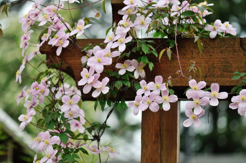 Clematis montana rubens