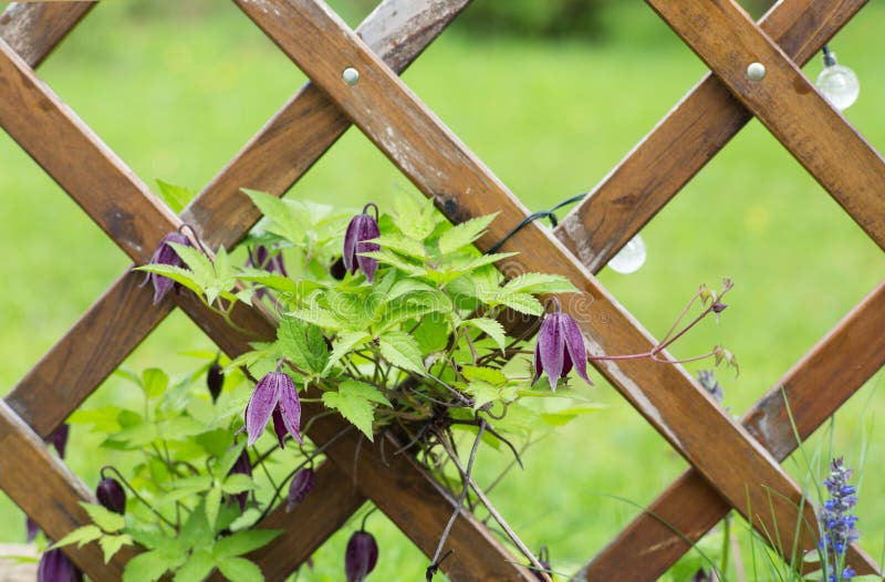 Clematis na drewnianym trellis zdjęcia stock Clematis na drewnianym trellis zdjęcia stock