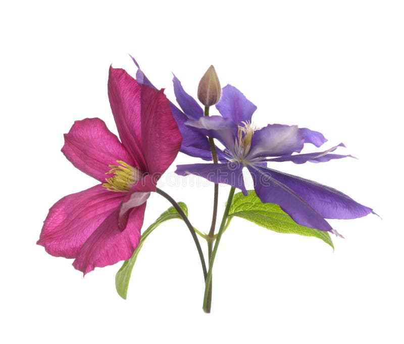 Clematis foto de stock royalty free Clematis foto de stock royalty free