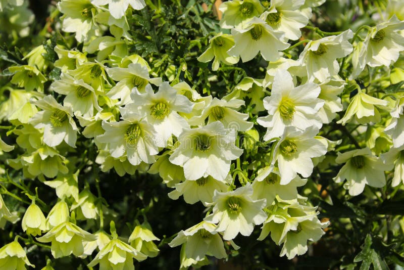 Clematis `early sensation` climbing plant in full flower with white flowers and lemon centers in the spring sunshine. Clematis `early sensation` climbing plant in full flower with white flowers and lemon centers in the spring sunshine