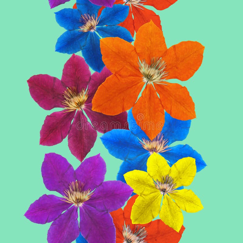 Clematis Struttura senza cuciture del modello dei fiori Priorità bassa floreale illustrazione vettoriale Clematis Struttura senza cuciture del modello dei fiori Priorità bassa floreale illustrazione vettoriale