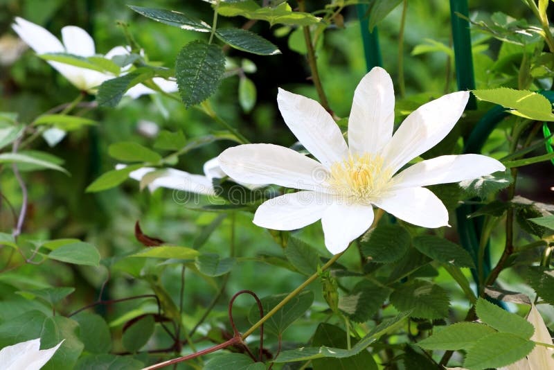 Clematis in Summer Timer. Blossom of Clematis. White Flowers of