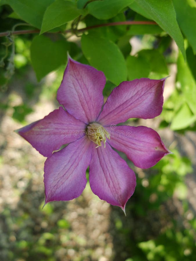 Clematis Пурпурный курчавый цветок Зеленая цветя лиана стоковая фотография