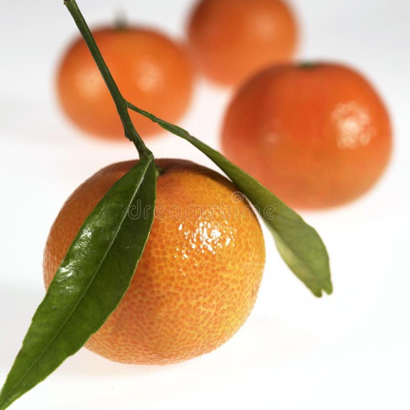 CLEMENTINE FRUIT Citrus Reticulata AGAINST WHITE BACKGROUND Stock Photo Image of ingredient