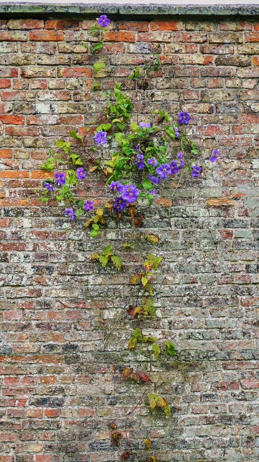 Clemátide púrpura que se aferra en la pared de ladrillo gastada vieja en jardín inglés fotografía de archivo libre de regalías Clemátide púrpura que se aferra en la pared de ladrillo gastada vieja en jardín inglés fotografía de archivo libre de regalías