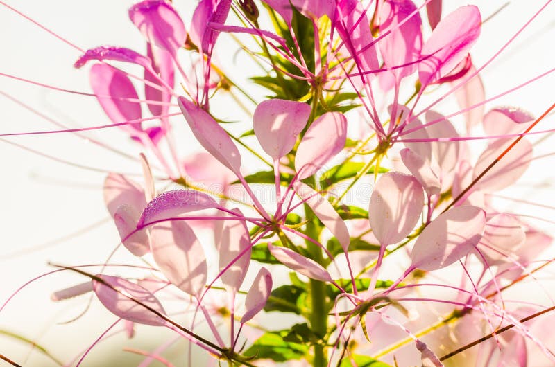 Cleome hassleriana or spider flower or spider plant