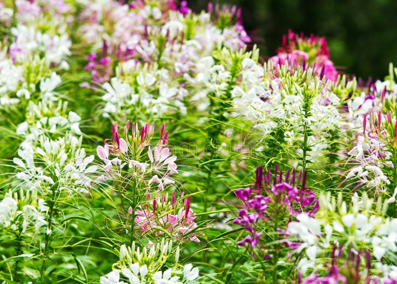 Cleome spinosa Blume lizenzfreie stockfotografie Cleome spinosa Blume lizenzfreie stockfotografie