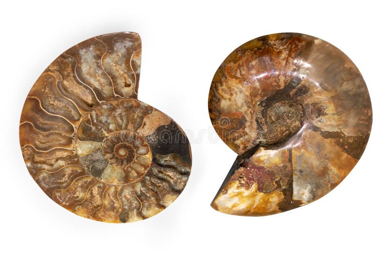 1 485 Nautilus Shell Fossil Photos Free Royalty Free Stock Photos From Dreamstime