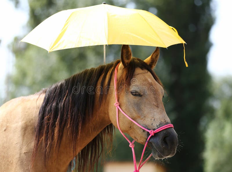 Someone is holding an umbrella over the horse`s head as a traini