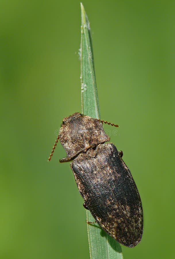 Click beetle