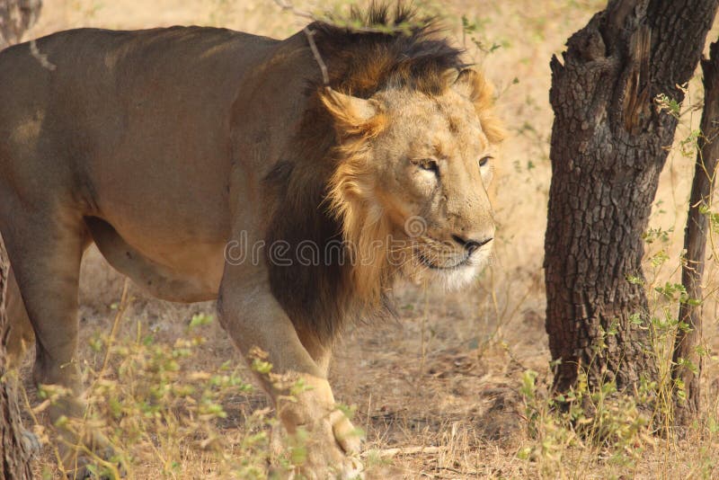 King of Animal stock image. Image of animal, clicked - 124788035